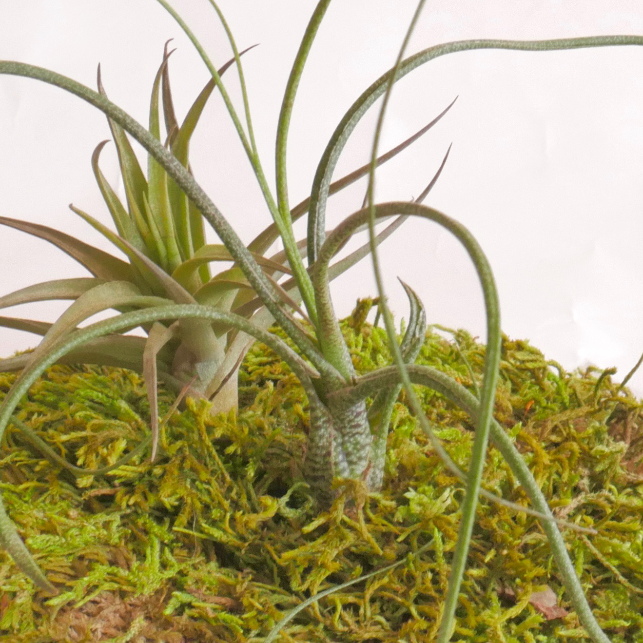 moss art centerpiece, air plant, air plant care, how to care for your air plant