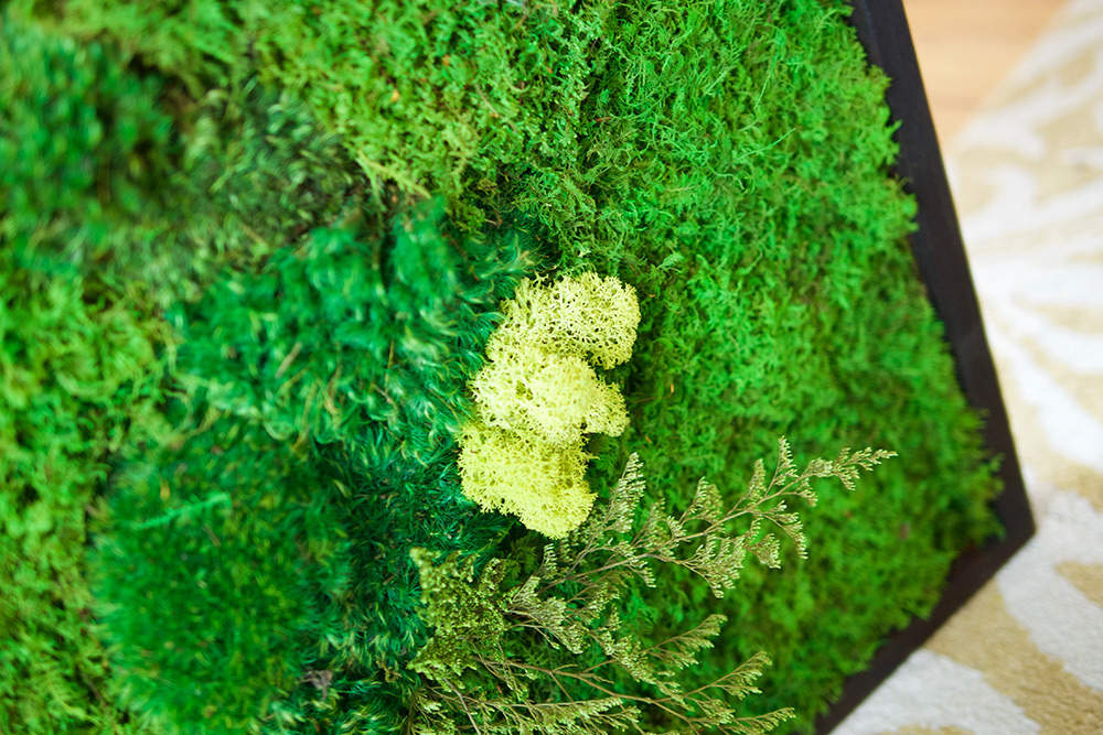 What Is Preserved Moss?