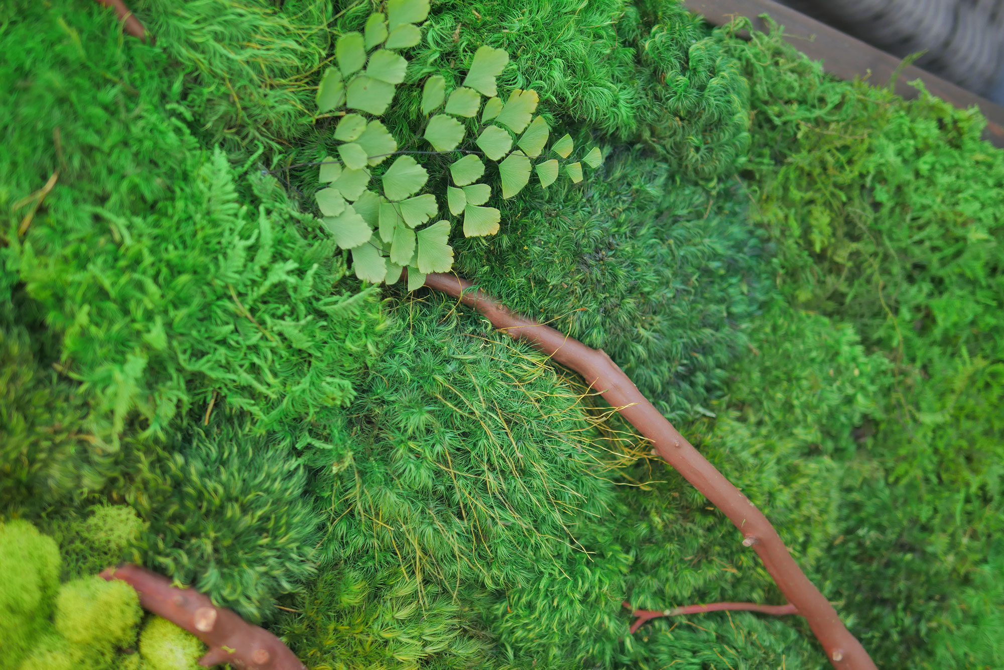 Preserved Moss Wall with Manzanita Branches and Mushrooms – Austin Moss  Creations