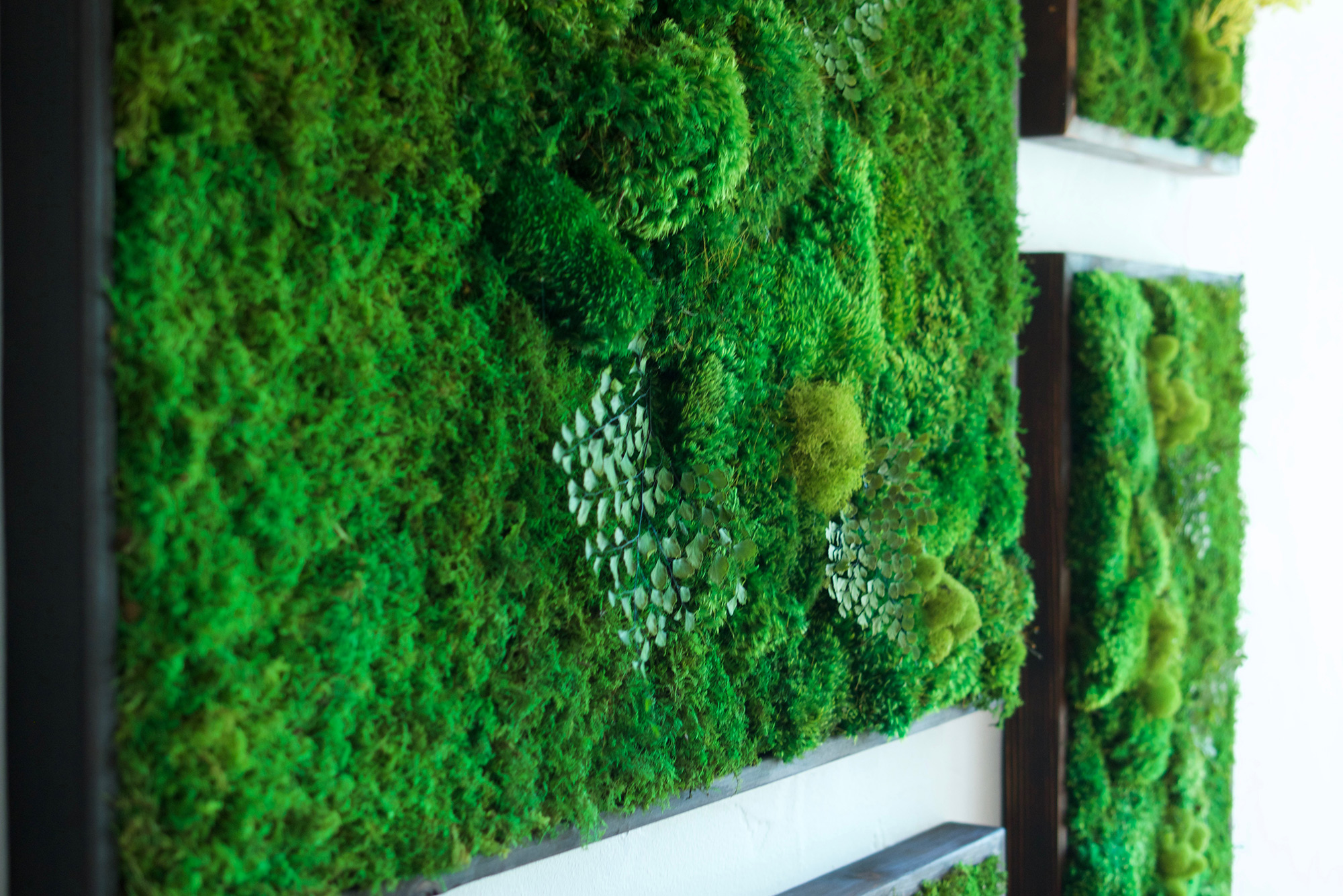 Moss Wall Art with Ferns 40 X 18